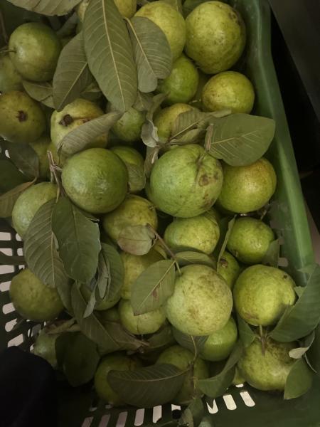 Taiwan pink Guava very nice in taste  & size
