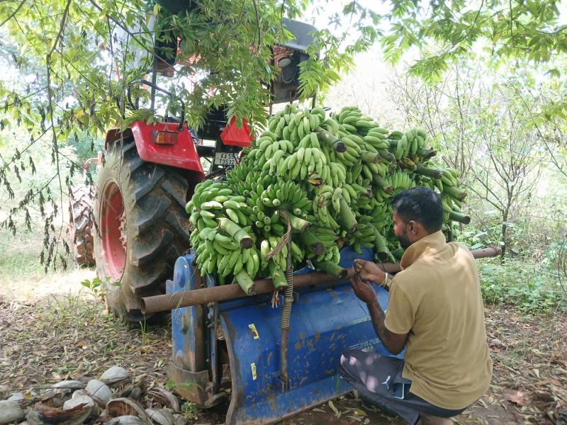 Tender coconut, elachi banana