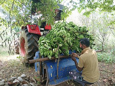 Tender coconut, elachi banana