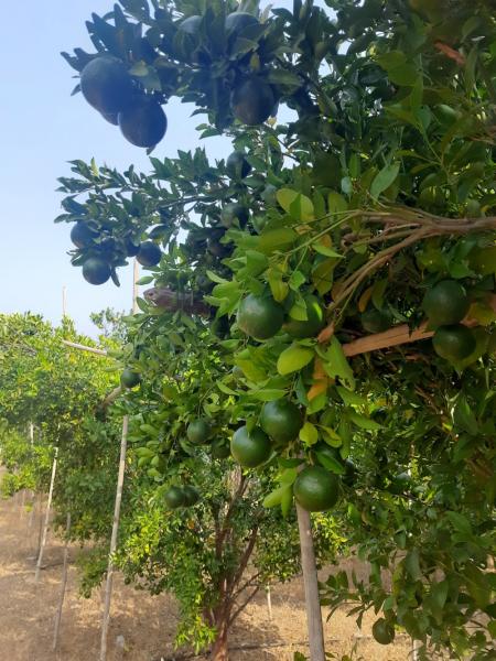 Delicious oranges, custard apples
