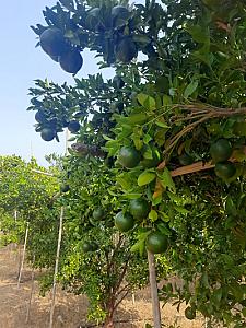 Delicious oranges, custard apples