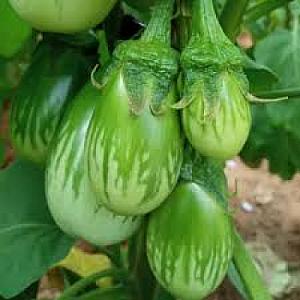 Green brinjal