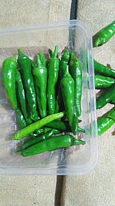 Fresh green red yellow and orange chillies