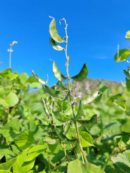 Hyacinth beans