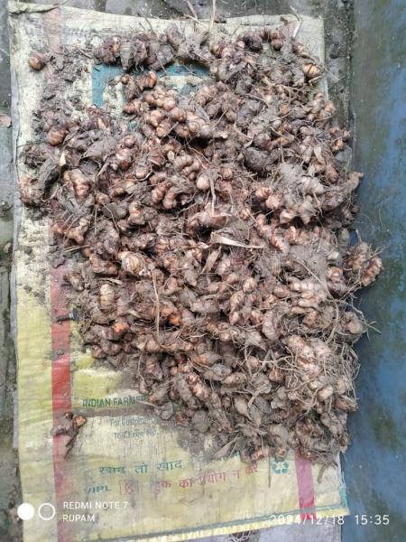 Fresh Wet Turmeric Yellow