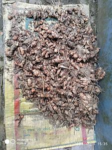 Fresh Wet Turmeric Yellow