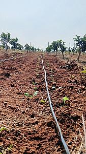Sweet and juicy Guavas, green protein broccoli