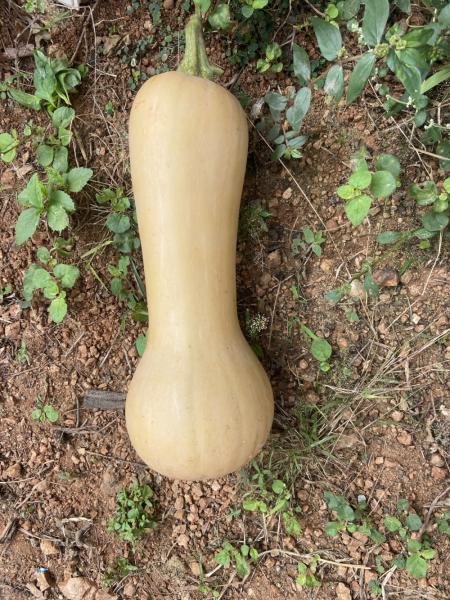Butternut squash