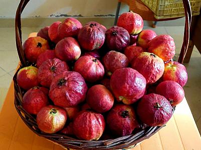 Red apple guava n orange