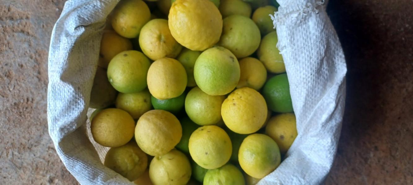Fresh lemon per kg Rs. 80