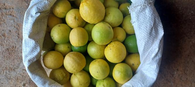Fresh lemon per kg Rs. 80