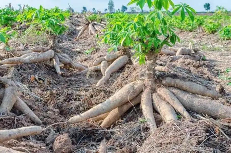 Healthy Cassava root
