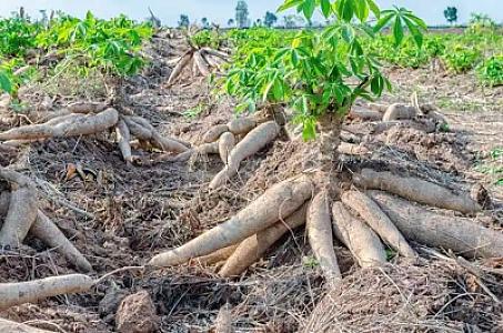 Healthy Cassava root