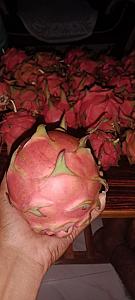 Dragon Fruit 180\210