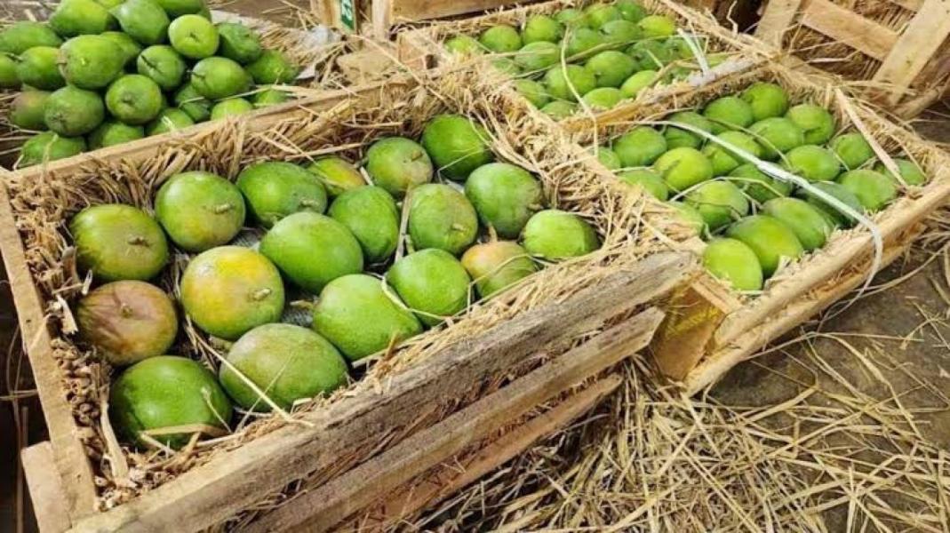 Fresh Ratnagiri Alphanso Mango