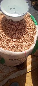 Groundnut