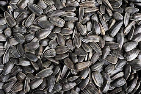Sunflower seeds