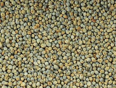 Green Millet (Bajra)