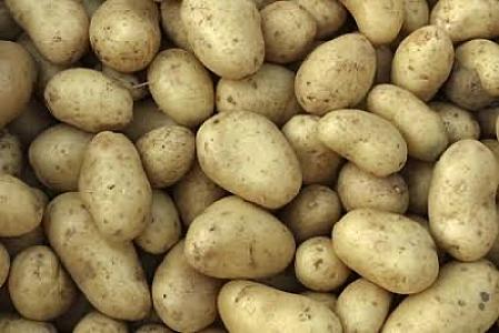 Irish Potatoes (Solanum tuberosum)