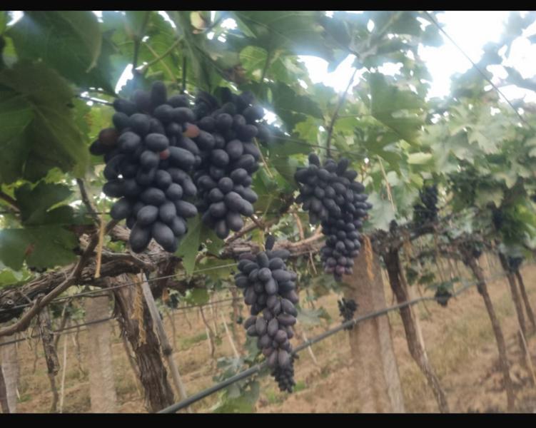 Fresh green and black grapes