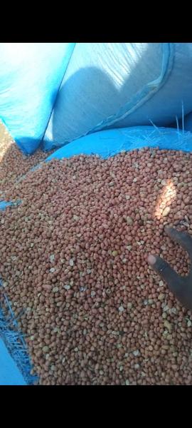 Good product Good groundnut