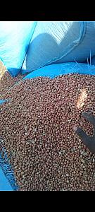 Good product Good groundnut