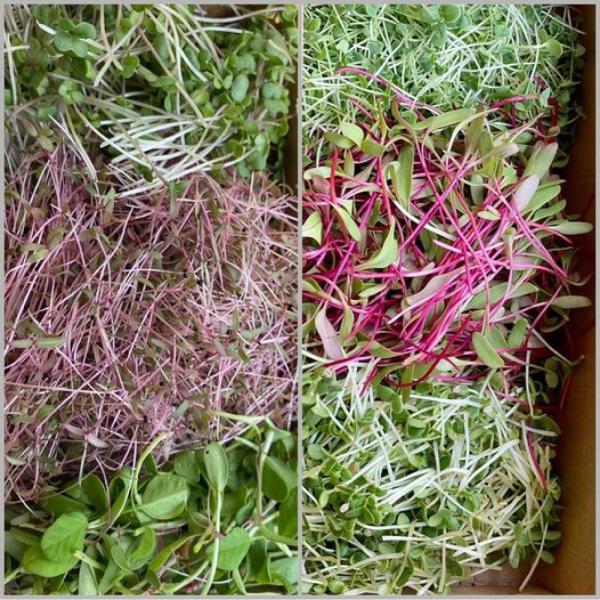 Organic microgreens