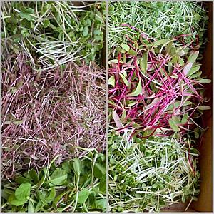 Organic microgreens