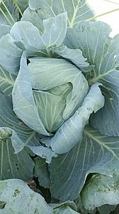 Organic ladies finger and chilli