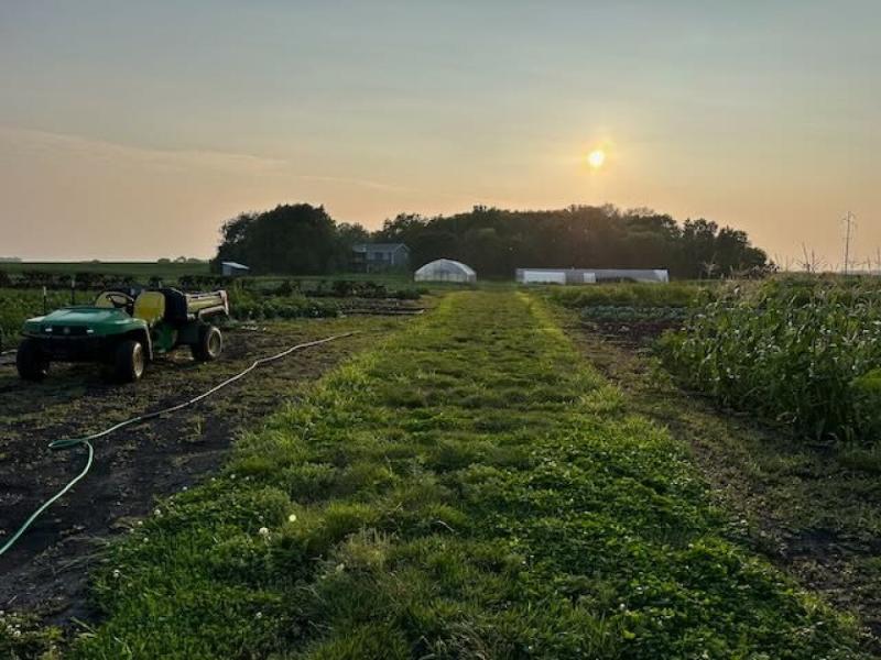 Banana, basil plant, tomatoes, carrots, cucumber,pear etc