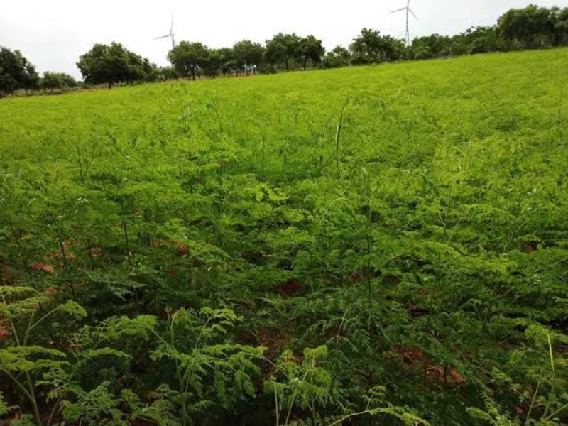 Fresh moringa leaves