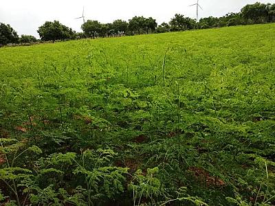 Fresh moringa leaves