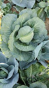 Fresh cabbage