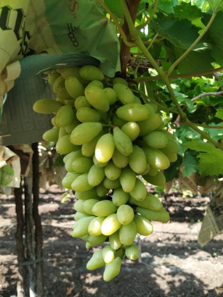 Best quality grapes