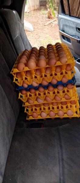 Fresh eggs