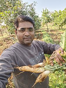 Organic Turmeric, Arhar dal, Rice, Mango fruit