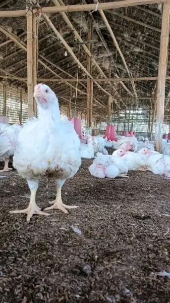 Fresh cabbages /delicious avocados /big potatoes and chickens