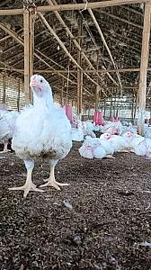 Fresh cabbages /delicious avocados /big potatoes and chickens