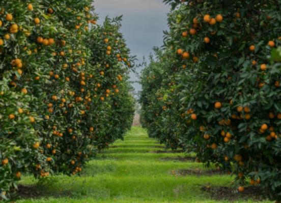 oranges/citrus farms