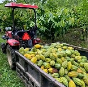 Fresh Bitter kola, kola nuts, cocoa beans, Bananas and fruits