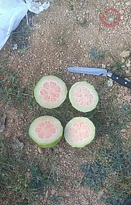 Guavas