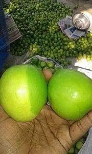Fresh Thia apple ber