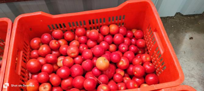 Tomatos in low cost