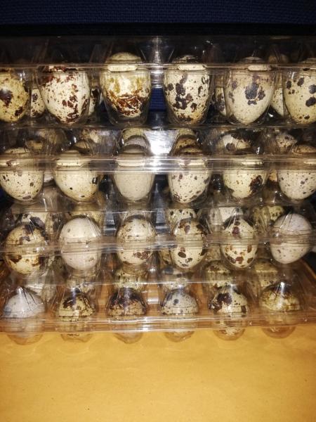 Quails,quail eggs, local chicken, guinea fowls, pekin ducks