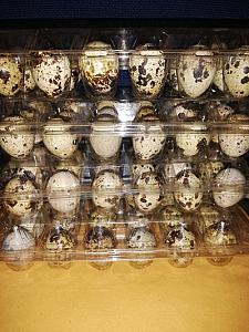 Quails,quail eggs, local chicken, guinea fowls, pekin ducks