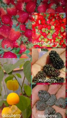 Mahabaleshwar strawberry farms