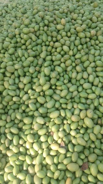 Fresh And Organic jujube.....