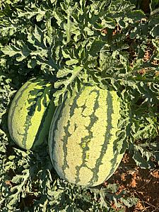 Watermelons