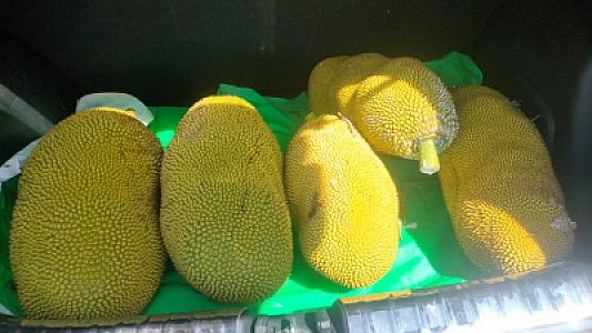 Jackfruits