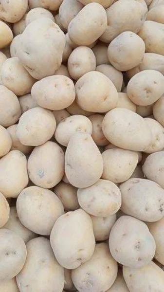 Fresh a grade chipsona potato